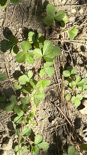 iNaturalist observation photo of woodland strawberry