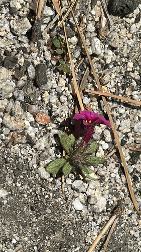 iNaturalist observation photo of Fremont's monkeyflower