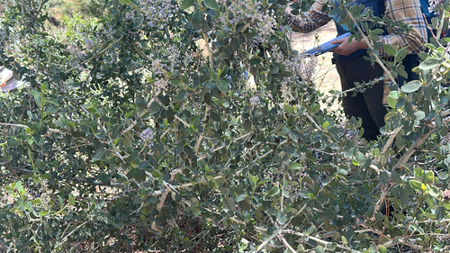 iNaturalist observation photo of chaparral whitethorn