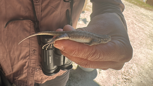 iNaturalist observation photo of Southern Sagebrush Lizard