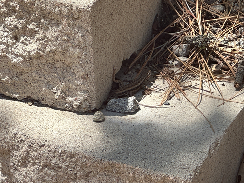iNaturalist observation photo of Spiny Lizards