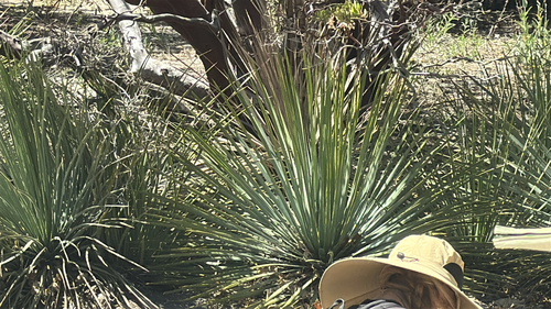 iNaturalist observation photo of chaparral yucca