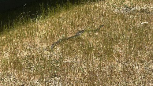 iNaturalist observation photo of Southern Pacific Rattlesnake