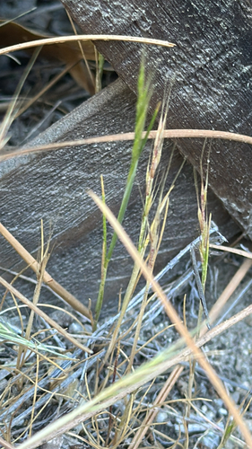 iNaturalist observation photo of rattail sixweeks grass