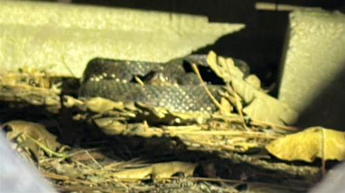 iNaturalist observation photo of Southern Pacific Rattlesnake