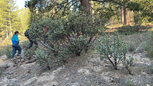iNaturalist observation photo of Pringle's manzanita