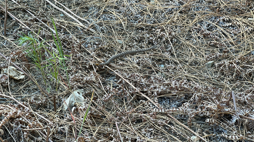 iNaturalist observation photo of Southern Pacific Rattlesnake
