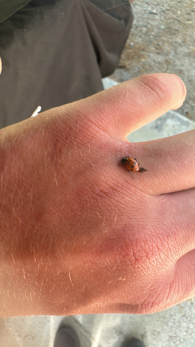 iNaturalist observation photo of Convergent Lady Beetle