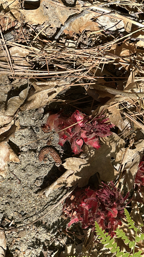 iNaturalist observation photo of Snowplant
