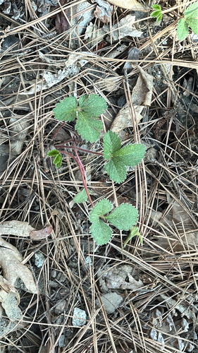 iNaturalist observation photo of sticky cinquefoil