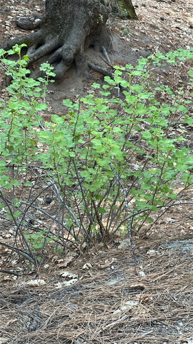 iNaturalist observation photo of mountain pink currant
