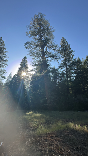 iNaturalist observation photo of Western Ponderosa Pine