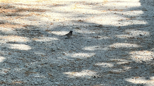 iNaturalist observation photo of Dark-eyed Junco