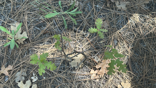 iNaturalist observation photo of California black oak