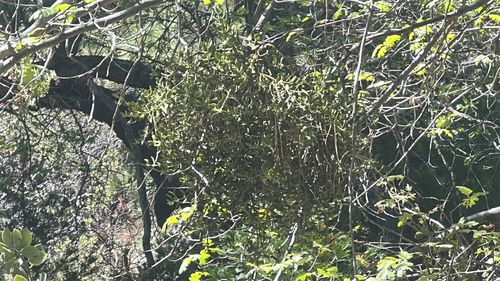 iNaturalist observation photo of oak mistletoe