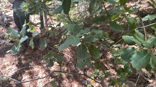 iNaturalist observation photo of interior live oak