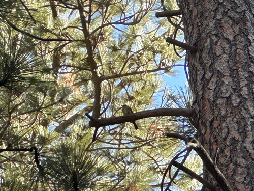 iNaturalist observation photo of Western Flycatcher