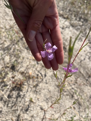 iNaturalist observation photo of Clarkias