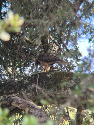 iNaturalist observation photo of Red-tailed Hawk