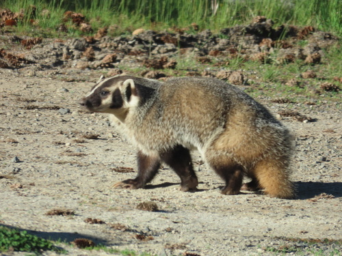 Northwestern American Badger observed by b2pratt