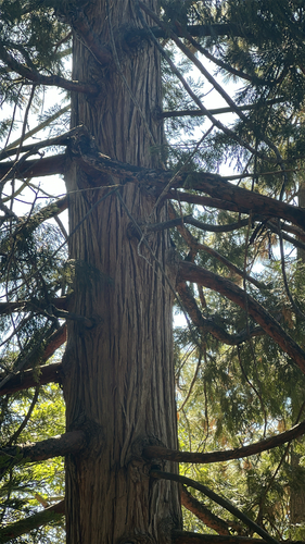 iNaturalist observation photo of California incense-cedar