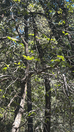 iNaturalist observation photo of California black oak