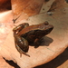 Eastern Puddle Frog - Photo (c) donchelu, all rights reserved