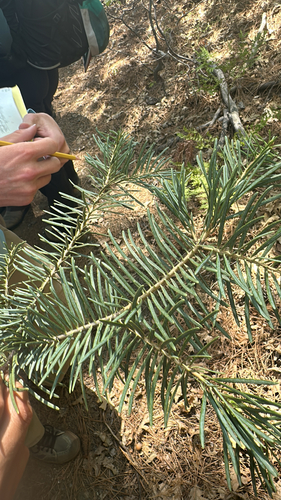 iNaturalist observation photo of white fir