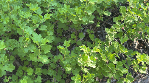 iNaturalist observation photo of mountain pink currant