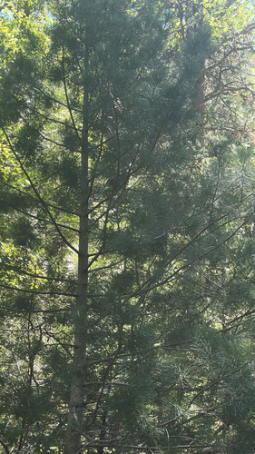 iNaturalist observation photo of sugar pine
