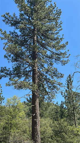 iNaturalist observation photo of Jeffrey pine