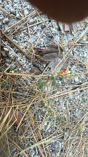 iNaturalist observation photo of Heermann's Lotus