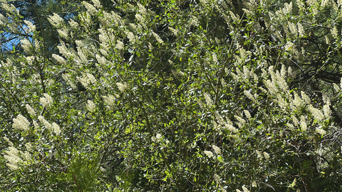 iNaturalist observation photo of Palmer ceanothus