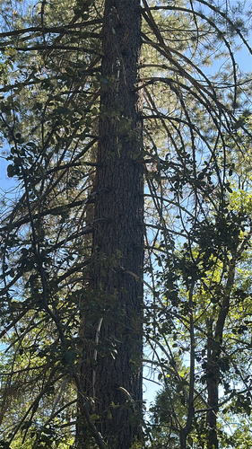 iNaturalist observation photo of pines, spruces, larches, and allies