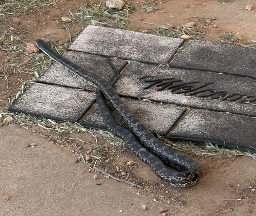 Western Ratsnake
