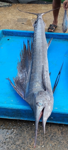 Sailfish