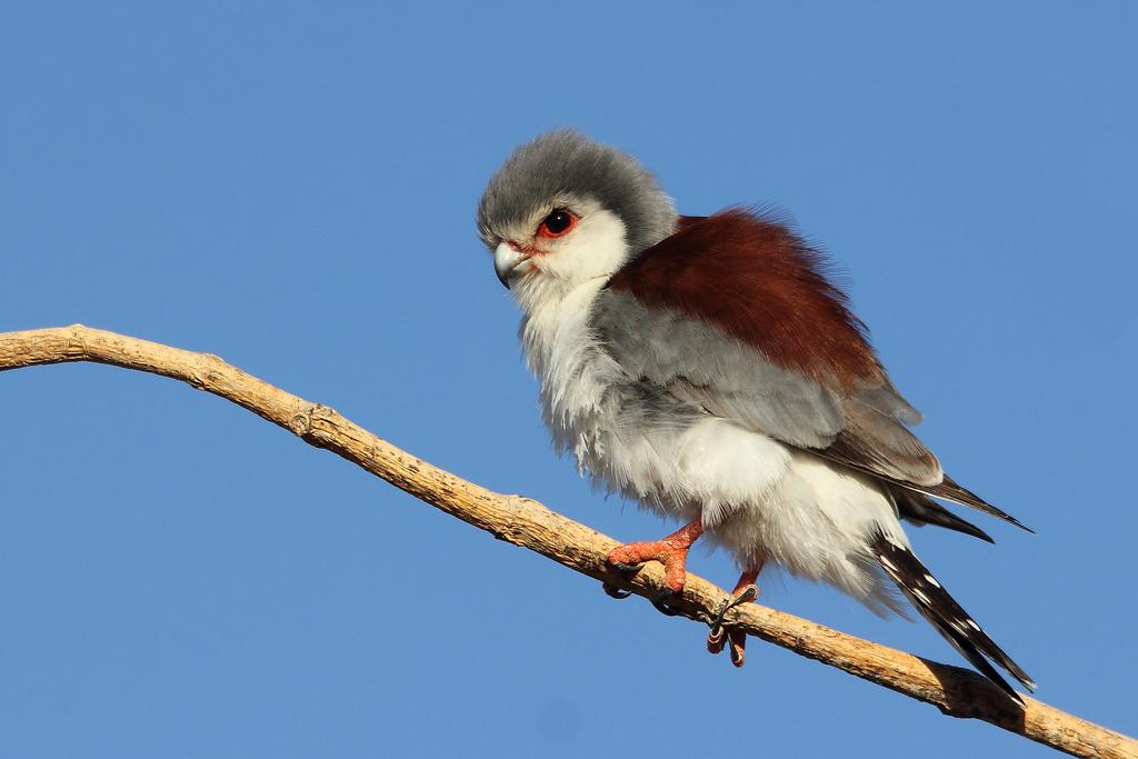 Pygmy Falcon photo