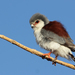 Pygmy Falcon - Photo (c) Carlos N. G. Bocos, all rights reserved, uploaded by Carlos N. G. Bocos