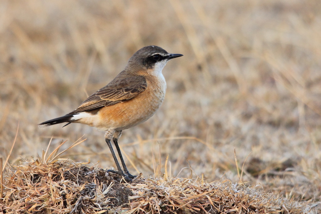 Rusty-breasted Wheatear photo