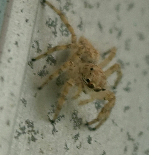 Plexippoides flavescens