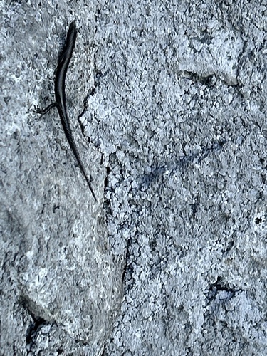 Grande Comores Snake-eyed Skink