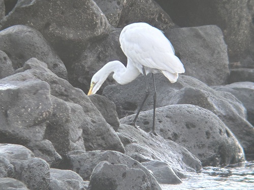 Great Egret