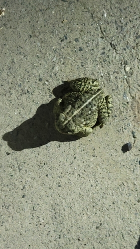 Woodhouse's Toad observed by ezekiel_o_callaghan