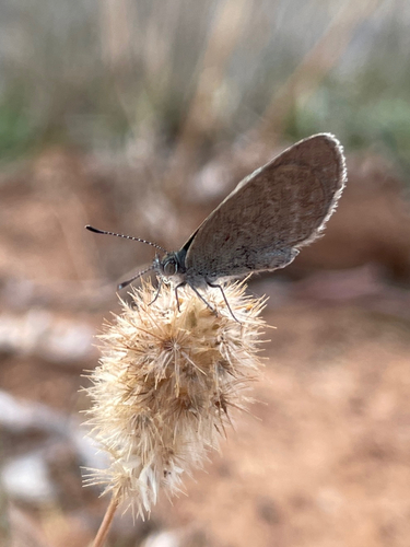 Lesser Grass Blue