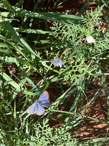 Lesser Grass Blue
