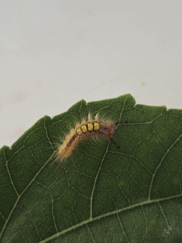 Cocoa Tussock Moth