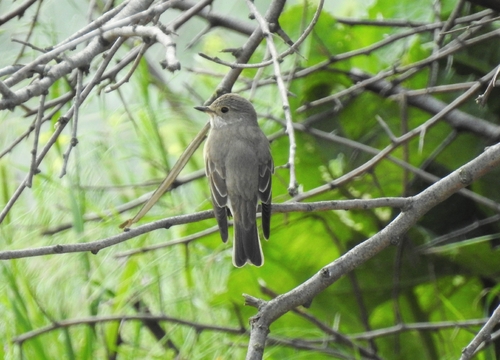 Spotted Flycatcher