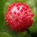 Yellowflower Mock Strawberry - Photo (c) 蚯蚓_游, all rights reserved, uploaded by 蚯蚓_游
