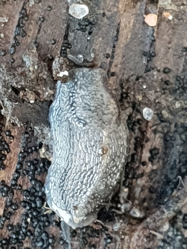 Brown-banded Arion