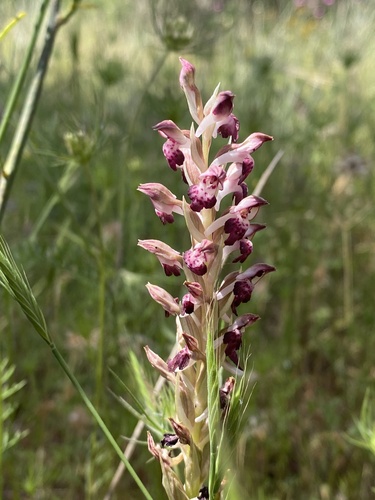 Scented Orchid